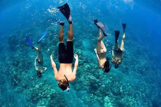 Turtles & Tacos Luxury Catamaran Snorkel - Snorkeling for honu sea turtles, with included gear and an easy water entry