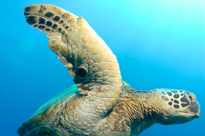 Two Site Snorkeling Adventure featuring the Molokini Crater - What Moderate Physical Fitness Means on a Boat Snorkel