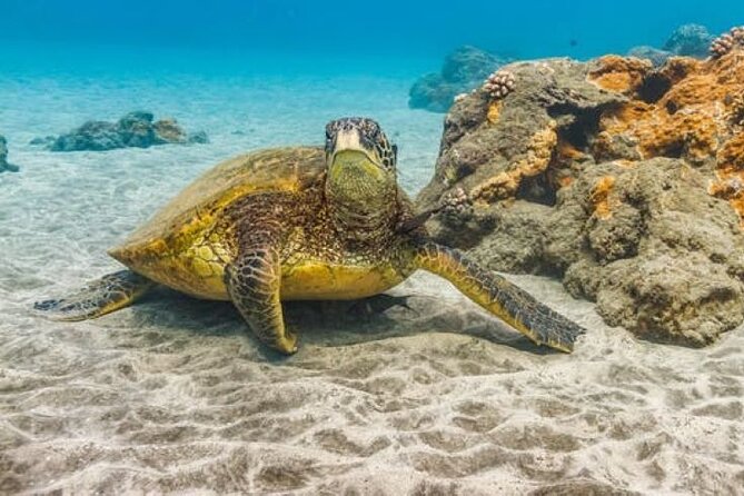 Two Stop Snorkel Adventure from Maui - Reef-Friendly Eco Touring, the Practical Side