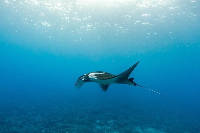 Two Stop Snorkel Adventure from Maui - The Crew Factor: Safety, Help With Gear, and Getting Everyone in the Water