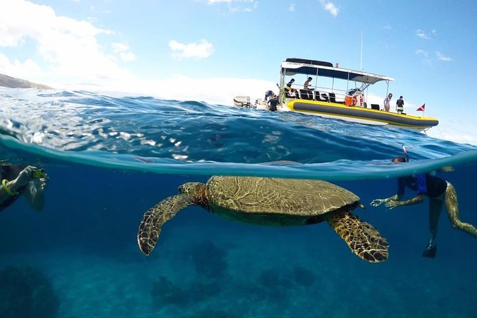 Ultimate 4 Hour Lanai Snorkel and Dolphin Encounter - Why This Lanai Snorkel Trip Works So Well