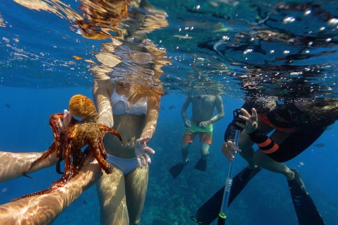Ultimate 4 Hour Lanai Snorkel and Dolphin Encounter - Dolphins, Whales, and the Seasonality Factor (Dec to Apr)