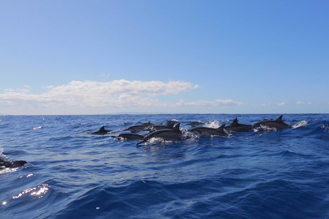 Ultimate 4 Hour Lanai Snorkel and Dolphin Encounter - What the Crew Does Before You Even Hit the Water