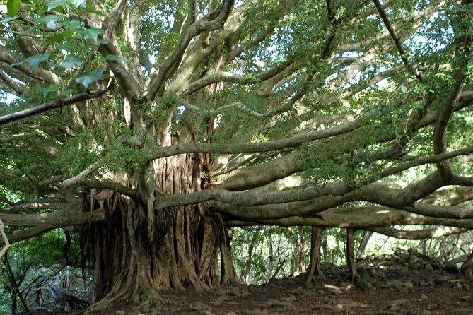 Ultimate Hana Full-Day Adventure Tour - Hana Highway at 7:00 am, with the guide behind the wheel