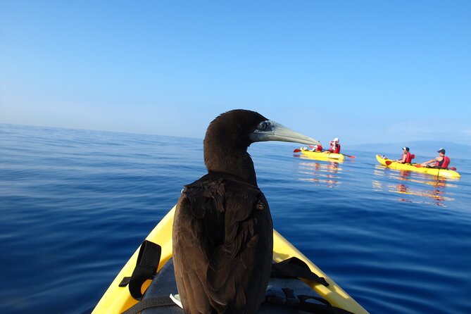 Ultimate Maui Kayak Snorkel Experience - What if conditions are not right: safety-led plan changes