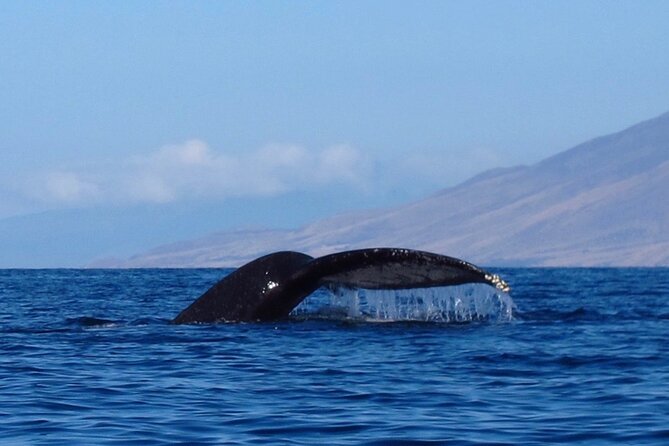 Ultimate Maui Whale Watch Snorkel Tour - Why Makena, Why This Tour: Turtles First, Then Whales If Luck Is With You