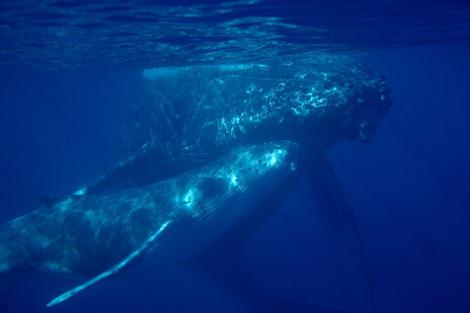 Ultimate Maui Whale Watch Snorkel Tour - Two Snorkel Stops in Clear Makena Water: Why This Layout Works
