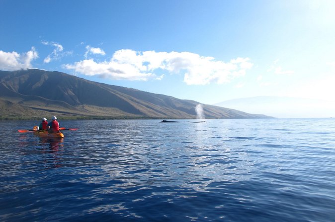 Ultimate Maui Whale Watch Snorkel Tour - Griff’s Ocean Teaching: The Guide Makes the Wildlife Viewing Easier