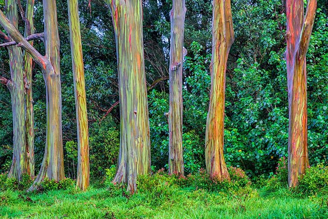 Ultimate Self-Driving Audio Tour of Road to Hana, Maui - Garden of Eden Arboretum and Kaumahina: plants, stories, and a fee you should expect