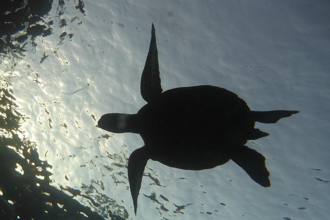 Underwater Scooter Dive (Certified Divers Only) Makena Wailea - What 3 hours looks like on the water (and why it works)