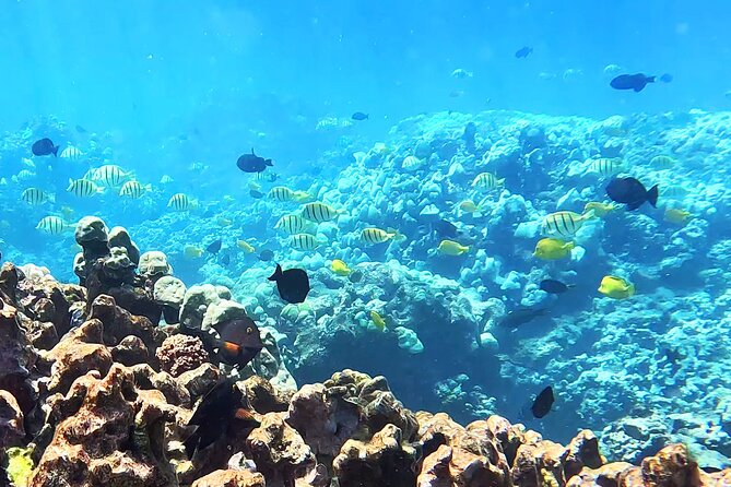 Unlimited Guided Snorkeling Tour for Beginners Plus - What’s included: the gear setup that makes beginners comfortable