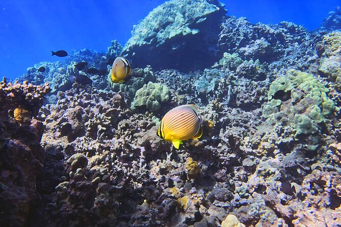 Unlimited Guided Snorkeling Tour for Beginners Plus - How the tour runs at Olowalu Beach, from 11:00 am