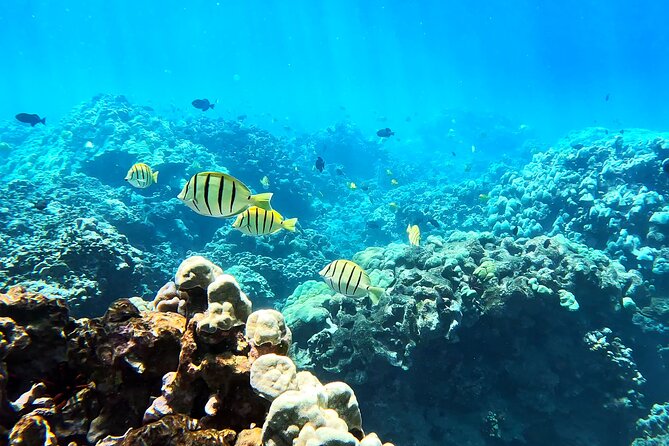 Unlimited Guided Snorkeling Tour for Beginners Plus - Stop 1: Olowalu Beach and the reef you learn on