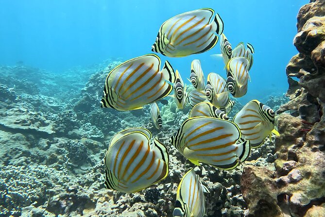 Unlimited Guided Snorkeling Tour for Beginners Plus - Sea life moments: turtles, coral, and that wow factor