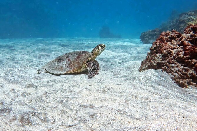 Unlimited Guided Snorkeling Tour for Beginners Plus - Timing and pacing: when the best part happens