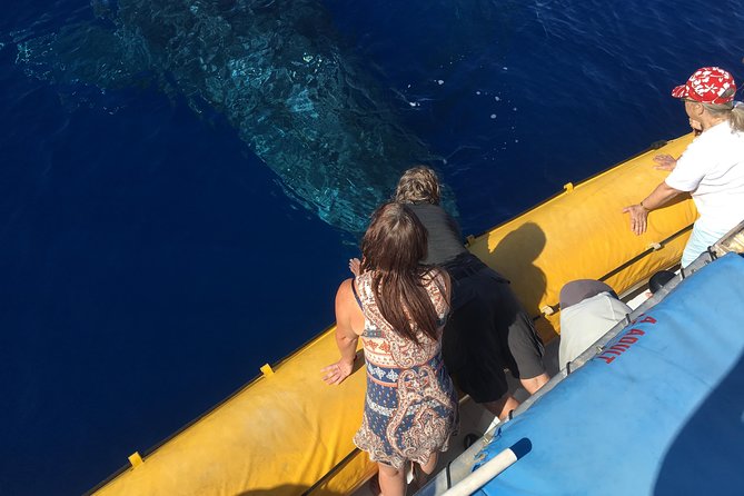 VIP (12 Guests ONLY) Ultimate Whale Watch - Key things I think you will care about