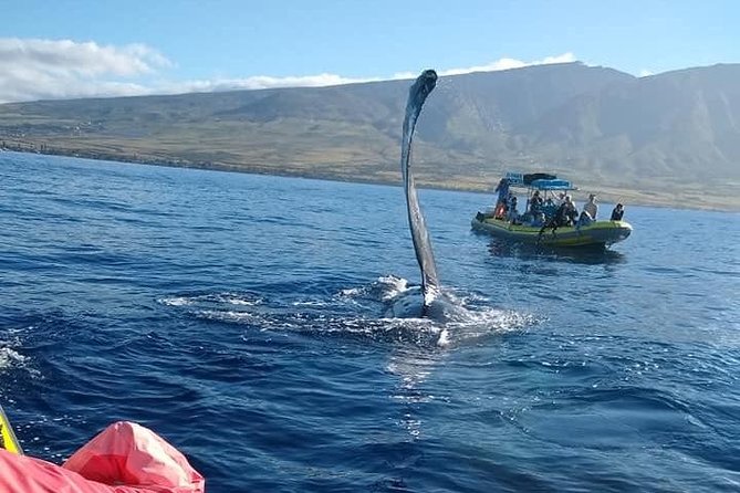 VIP (12 Guests ONLY) Ultimate Whale Watch - Lahaina’s 12-guest raft setup, built for close whale moments