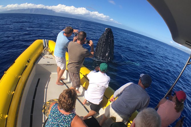 VIP (12 Guests ONLY) Ultimate Whale Watch - The whale search and why the Dec-April guarantee matters