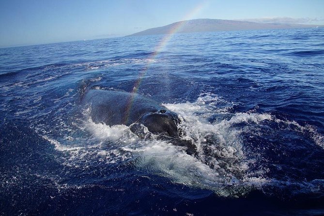 VIP (12 Guests ONLY) Ultimate Whale Watch - Raft comfort: great sightlines, a bumpy ride, and splash rules