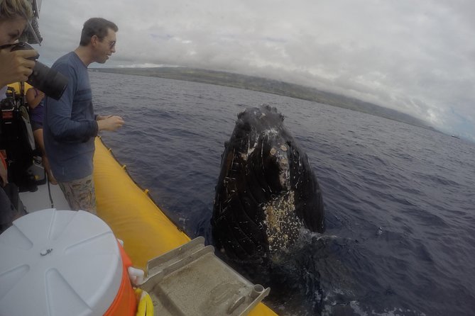 VIP (12 Guests ONLY) Ultimate Whale Watch - Meeting at 1229 Front St: how to make check-in painless