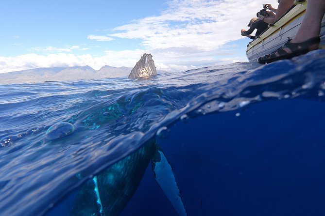 VIP (12 Guests ONLY) Ultimate Whale Watch - VIP value at $125: small-group access plus the real whale factor