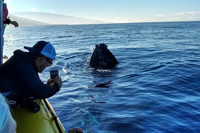 VIP (12 Guests ONLY) Ultimate Whale Watch - Who should book this whale watch, and who should skip it