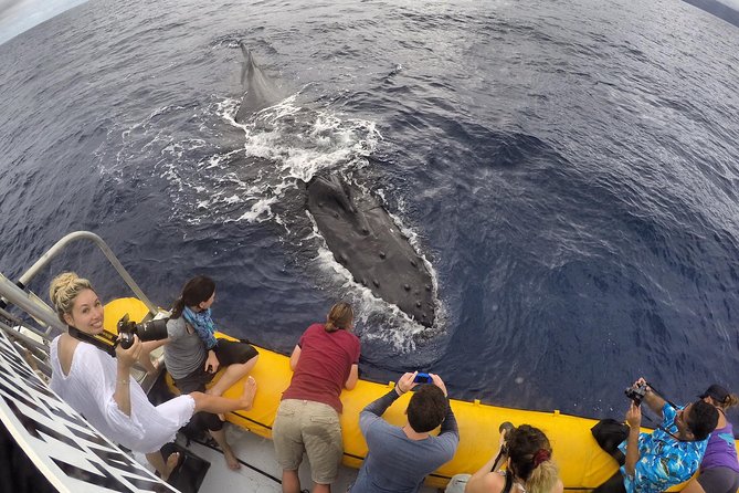VIP (12 Guests ONLY) Ultimate Whale Watch - Marine naturalist talks plus whale-song hydrophone