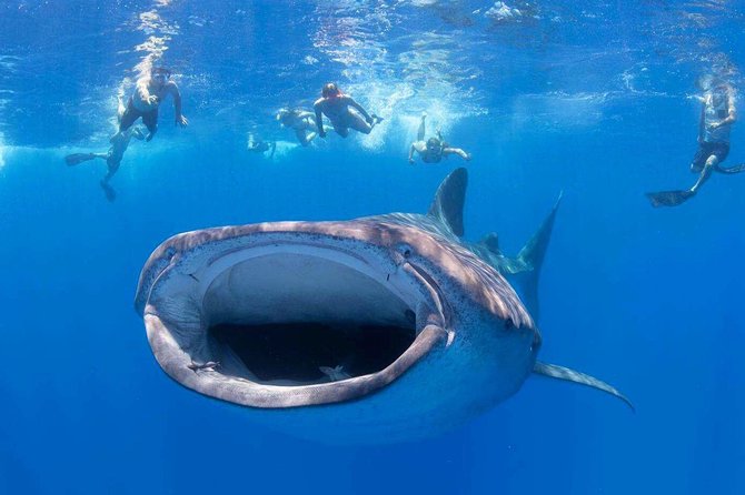 VIP Aloha Nui Snorkel Adventure w/ optional SCUBA from Lahaina - First, Know What You Are Buying on This VIP Snorkel Boat