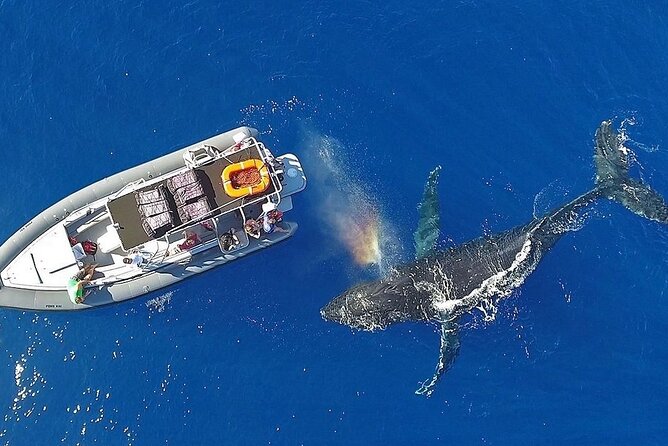 VIP Premiere Whale Watch Kaanapali Beach MAX 12 PASSENGERS - What’s included, what’s not, and what that means for your comfort