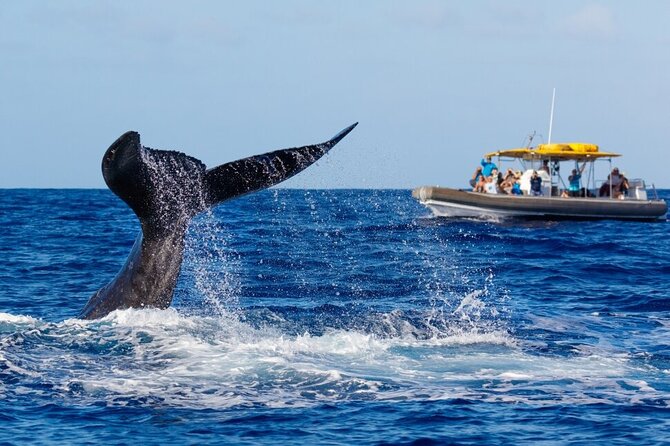 VIP Premiere Whale Watch Kaanapali Beach MAX 12 PASSENGERS - Timing: how to choose a departure window