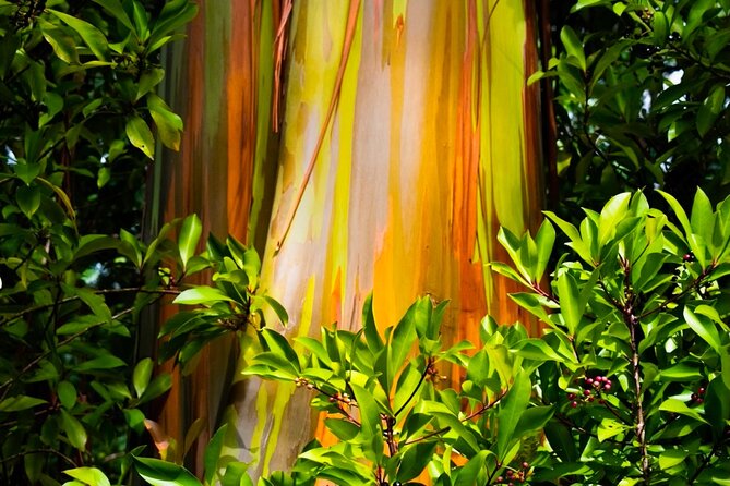 VIP Private Road to Hana and Haleakala Sunset Tour - Price and Value, Why $499 Can Make Sense