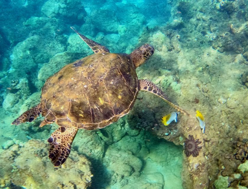 Wailea Beach: Snorkeling for Non-Swimmers Guided Tour - Entering Wailea Beach: Your Start Point and What Happens Next