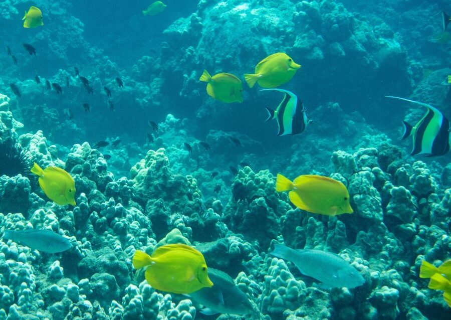 Wailea Beach: Snorkeling for Non-Swimmers Guided Tour - Gear Setup at Wailea: What’s Included and Why It Helps Beginners