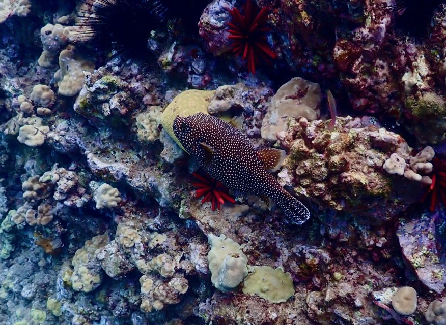 Wailea Beach: Snorkeling for Non-Swimmers Guided Tour - Practice Before Depth: How the Tour Builds Confidence Fast