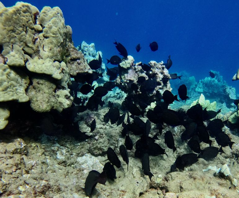 Wailea Beach: Snorkeling for Non-Swimmers Guided Tour - Returning to Shore: Why Ending on Time Feels Good