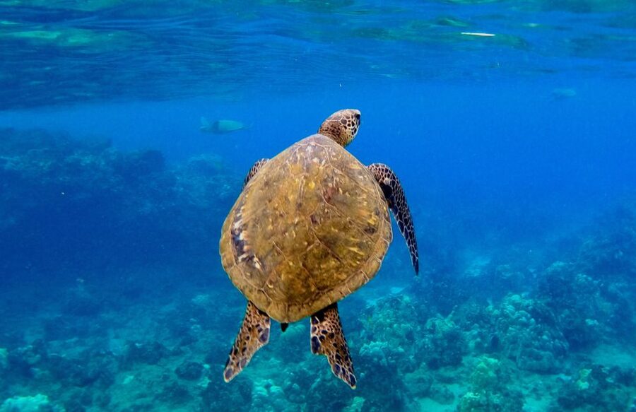 Wailea Beach: Snorkeling for Non-Swimmers Guided Tour - How Much This Costs, and What Makes It Good Value