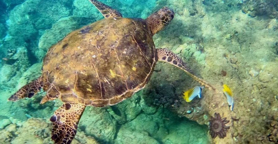 Wailea Beach: Snorkeling for Non-Swimmers Guided Tour - The Safety Briefing: Learning Rules That Make Ocean Water Less Scary