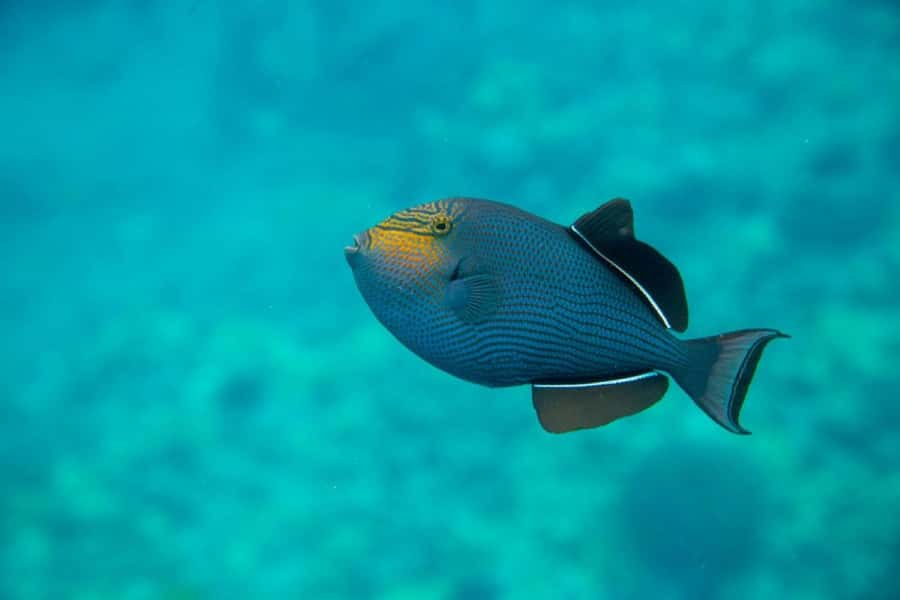 Wailea-Makina: Sea Caves, Molokini Snorkel & Turtle Town - Molokini and Turtle Town, the combo that makes the day worth it