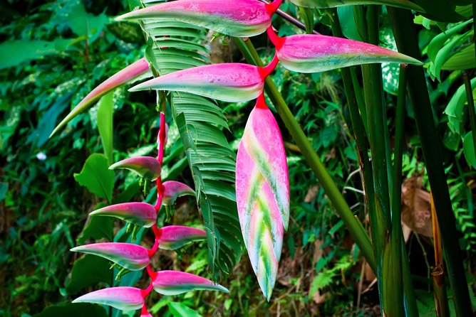 Waterfall, #1 On The Road to Hana, With Chocolate tour Historical - Guides to watch for: Naki, Jiva, Ryan, JoJo, and T