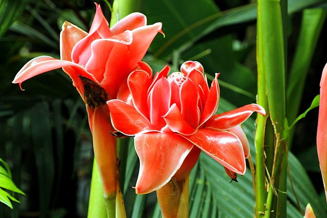 Waterfall, #1 On The Road to Hana, With Chocolate tour Historical - Price and value: what $139.99 is buying you