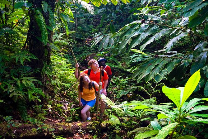 Waterfall, Rainforest, Chocolate Tour & Historical Sites - The finale: ancient paths and the Kings Gardens atmosphere