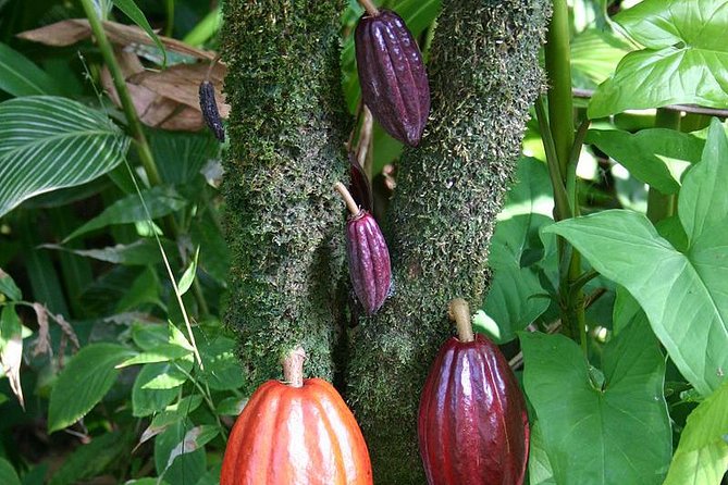 Waterfall, Rainforest, Chocolate Tour & Historical Sites - Rainforest walking in Kings Gardens: ferns, trees, and ancient ruins