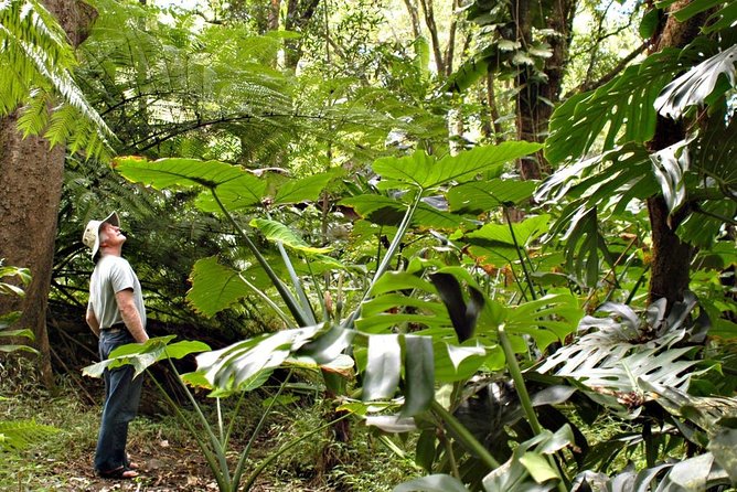 Waterfall & Rainforest Hiking Adventure with Hotel Pickup - Key Things That Make This Maui Waterfall Hike Worth It