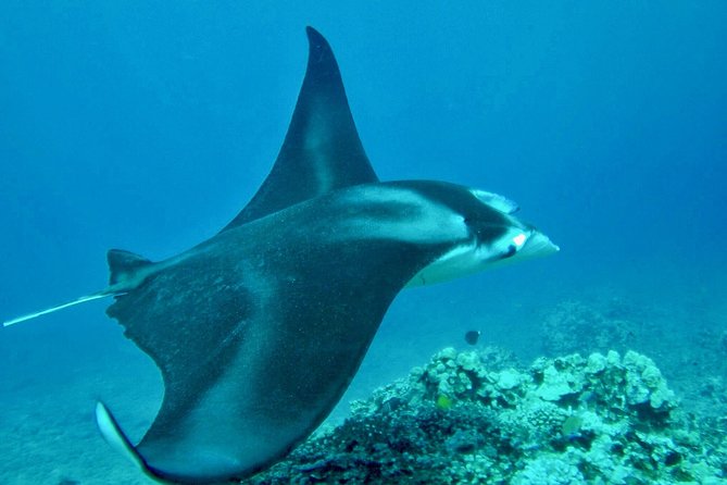 West Maui Afternoon Snorkel from Ka’anapali Beach - Afternoon timing that actually fits your Maui plan