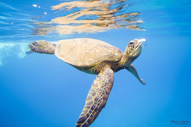 West Maui Afternoon Snorkel from Ka’anapali Beach - Who this afternoon snorkel sail fits best