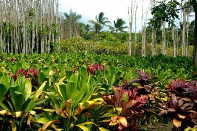 West Maui Self-Guided Audio Tour - Key highlights worth planning around