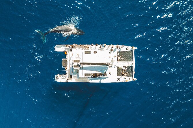 West Maui Snorkel & Sail - Snorkeling Near West Maui: Turtles, Fish, and Reef Conservation