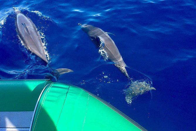 West Maui Snorkeling Experience by Boat from Ka'anapali - Key things I’d book for