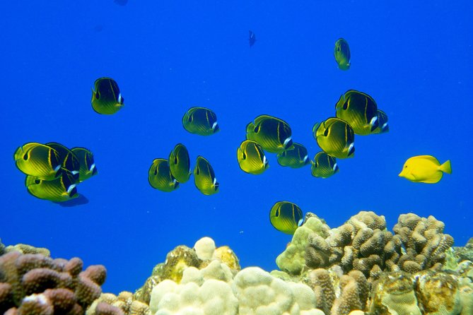 West Maui Snorkeling Experience by Boat from Ka'anapali - Lunch on the boat, and why it changes your mood