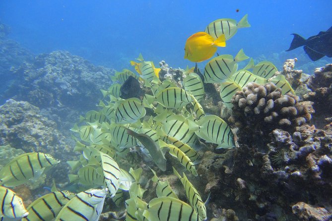 West Maui Snorkeling Experience by Boat from Ka'anapali - Honolua Bay first stop, where turtles set the tone